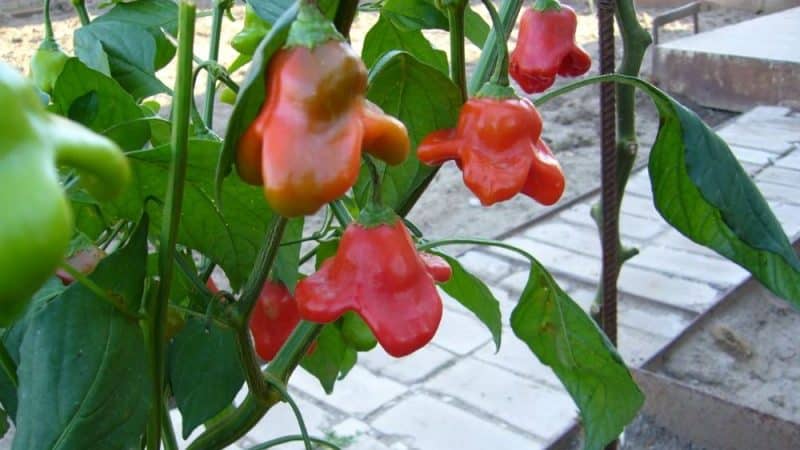 Pepper-tree hybrid Octopus New Year's F1: reviews, cultivation and use of the crop