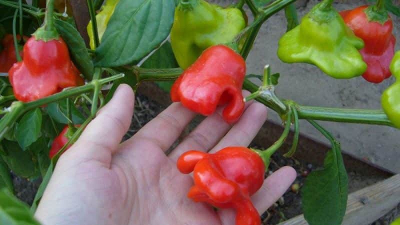 Hibridul pepper-tree Octopus Anul Nou F1: recenzii, cultivarea și utilizarea culturii