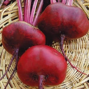 Consistently productive and incredibly tasty Egyptian flat beets for the best borscht, preparations and salads