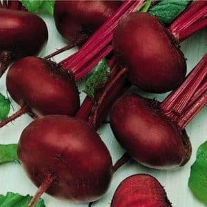 Consistently productive and incredibly tasty Egyptian flat beets for the best borscht, preparations and salads