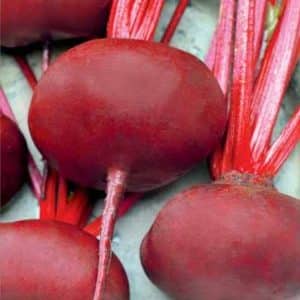 Consistently productive and incredibly tasty Egyptian flat beets for the best borscht, preparations and salads