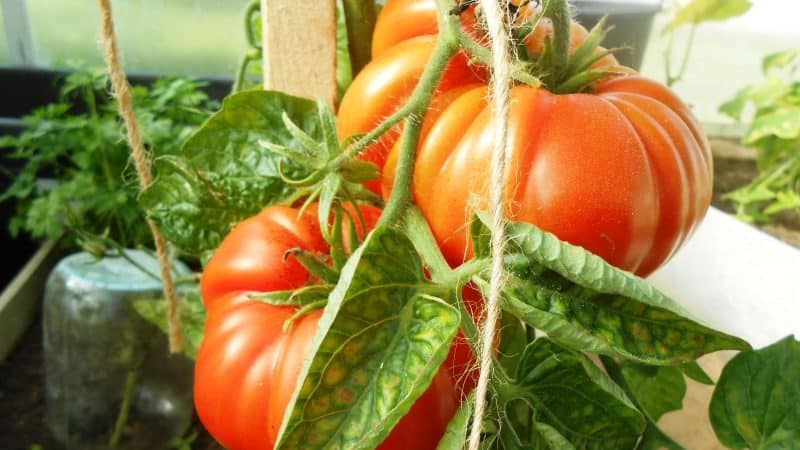 Durch den Anbau der Altai-Meistertomate erzielen wir auch bei ungünstigen Wetterbedingungen eine reiche Ernte