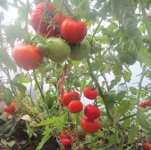 Obtenemos una rica cosecha incluso en condiciones climáticas desfavorables cultivando el tomate obra maestra de Altai.