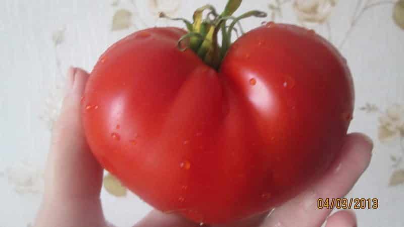 We get a rich harvest even in unfavorable weather conditions by growing the Altai masterpiece tomato