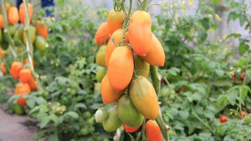 Chukhloma tomato yang tinggi dan banyak: tanam sendiri dan nikmati buahnya