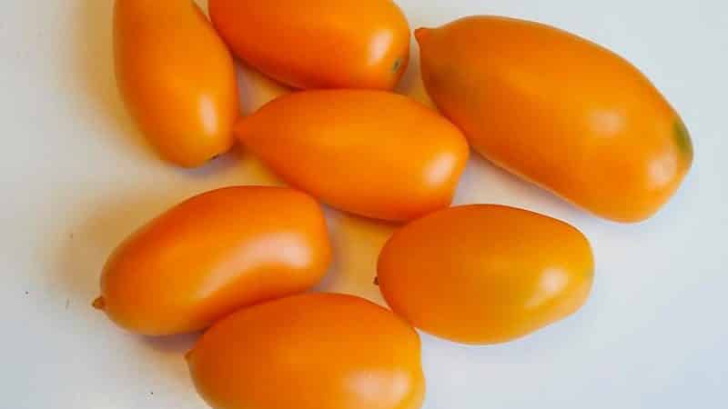 Tall and abundant tomato Chukhloma: grow it yourself and enjoy the fruits