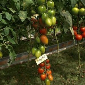 Tomate Grozdeva: excelente rendimiento y sabor memorable