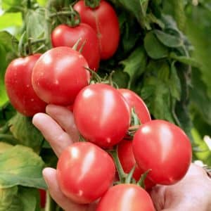 Tomato Grozdeva - hasil yang sangat baik dan rasa yang tidak dapat dilupakan