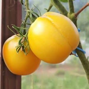 ¿Por qué a los residentes de verano les gusta tanto el tomate Ilya Muromets y cómo cultivarlo usted mismo en su propia parcela?