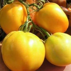 ¿Por qué a los residentes de verano les gusta tanto el tomate Ilya Muromets y cómo cultivarlo usted mismo en su propia parcela?