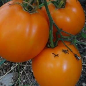 ¿Por qué a los residentes de verano les gusta tanto el tomate Ilya Muromets y cómo cultivarlo usted mismo en su propia parcela?