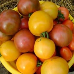 Warum mögen Sommerbewohner die Ilya Muromets-Tomate so sehr und wie kann man sie selbst auf dem eigenen Grundstück anbauen?