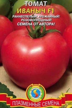 Ikut arahan dan tomato hibrid Ivanych f1 akan mengejutkan anda dengan buah yang banyak di taman atau di rumah hijau