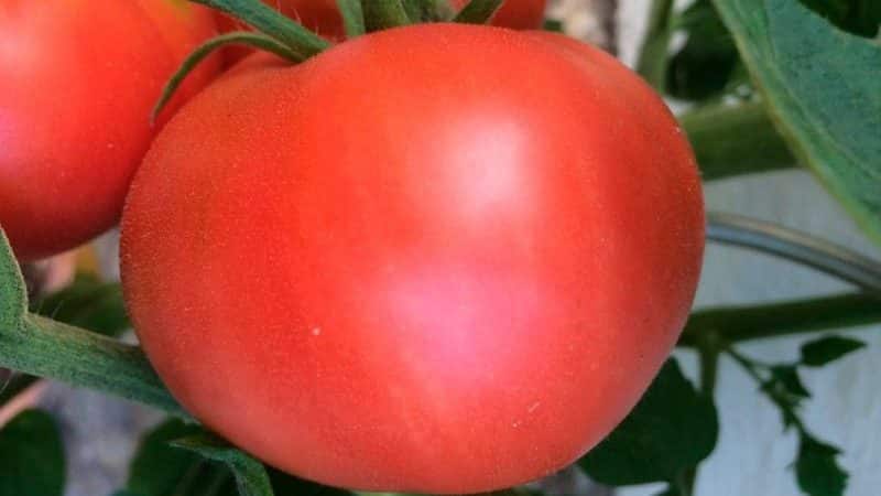 Ikut arahan dan tomato hibrid Ivanych f1 akan mengejutkan anda dengan buah yang banyak di taman atau di rumah hijau