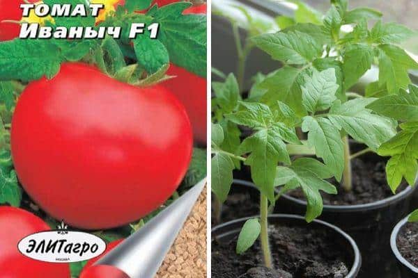 Befolgen Sie die Anweisungen und die Hybridtomate Ivanych f1 wird Sie mit reichlich Früchten im Garten oder im Gewächshaus überraschen