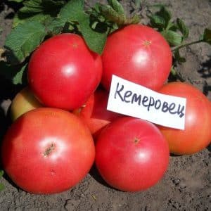 En variant du definitivt vil være fornøyd med - Kemerovo-tomaten og hemmelighetene til riktig omsorg for den