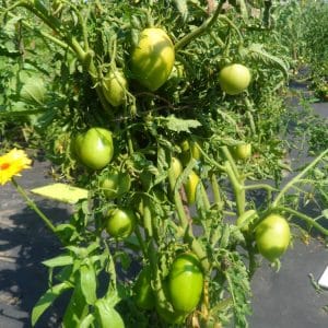 Une variété dont vous serez certainement satisfait - la tomate Kemerovo et les secrets de son entretien