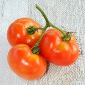 En variant du definitivt vil være fornøyd med - Kemerovo-tomaten og hemmelighetene til riktig omsorg for den