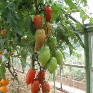 ¿Puede el tomate Handsome no solo decorar el parterre de su jardín, sino también producir una buena cosecha?