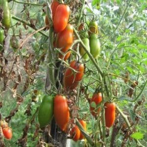 Kan Handsome tomaten inte bara dekorera din trädgårdsbädd, utan också ge en bra skörd?