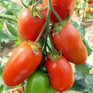 ¿Puede el tomate Handsome no solo decorar el parterre de su jardín, sino también producir una buena cosecha?