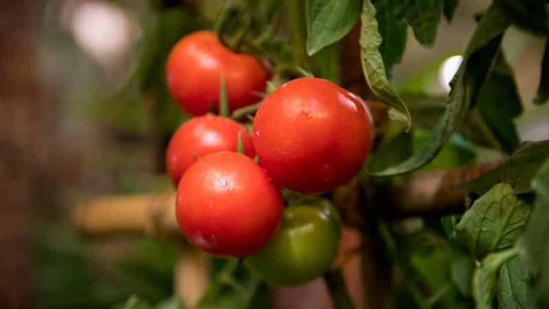 Stimmt es, dass die Kukla-Tomate die beste Sorte für den Anbau im Gewächshaus ist?