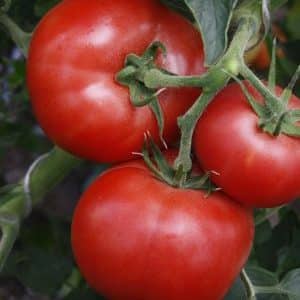 Totoo ba na ang Kukla tomato ay ang pinakamahusay na uri para sa paglaki sa isang greenhouse?