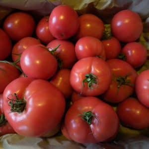 Adakah benar tomato Kukla adalah varieti terbaik untuk ditanam di rumah hijau?