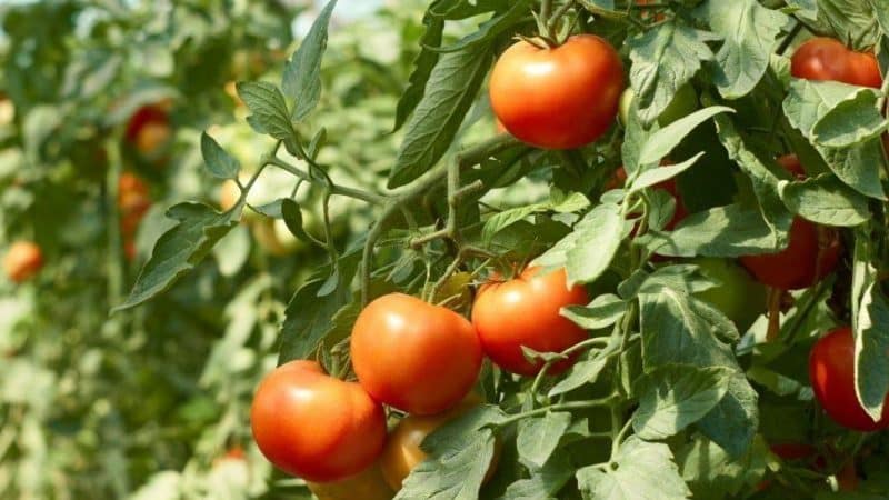 Är det sant att Kukla-tomaten är den bästa sorten att odla i växthus?