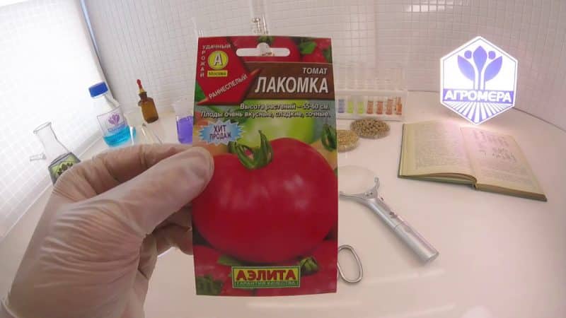 La tomate Lakomka porte-t-elle bien son nom et que disent les maraîchers de cette variété ?