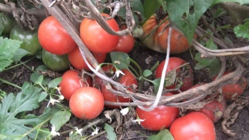 Roșia Lakomka își respectă numele și ce spun cultivatorii de legume despre soi?