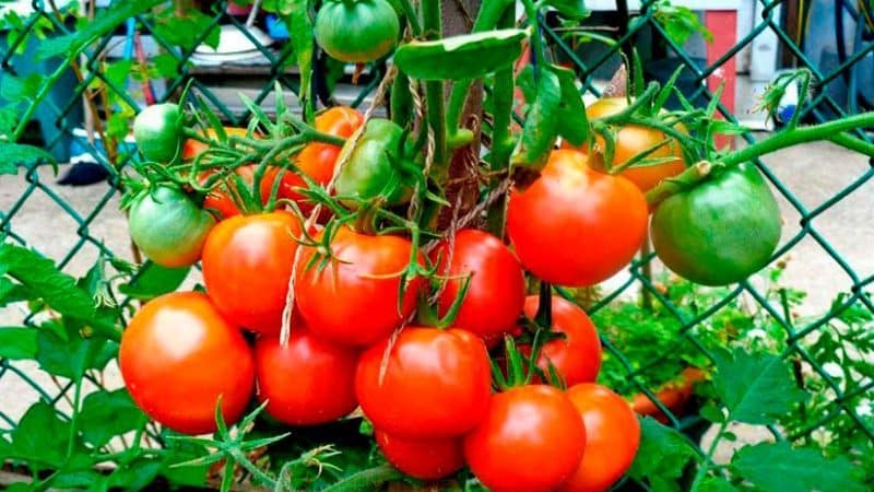 Roșia Lakomka își respectă numele și ce spun cultivatorii de legume despre soi?