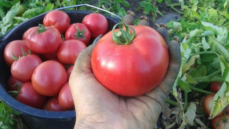 Com cultivar correctament el tomàquet Lvovich f1: instruccions de tècnics agrícoles experimentats per obtenir el màxim rendiment