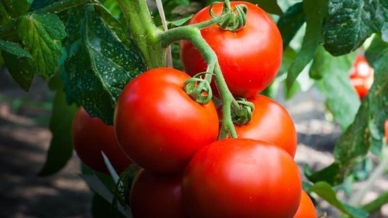 We collect a rich harvest, following the rules of care - Liana tomato and its growing method