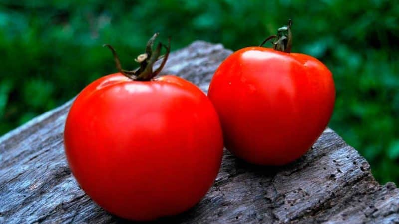 We collect a rich harvest, following the rules of care - Liana tomato and its growing method