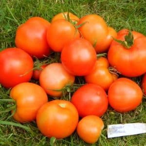 We collect a rich harvest, following the rules of care - Liana tomato and its growing method