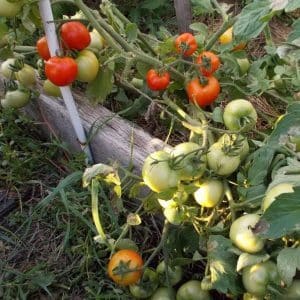 We collect a rich harvest, following the rules of care - Liana tomato and its growing method