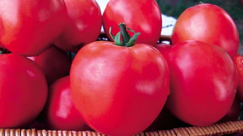 Siri tomato ajaib raspberry: mengapa ia sangat baik, mengapa ia bernilai berkembang dan bagaimana untuk melakukannya dengan betul