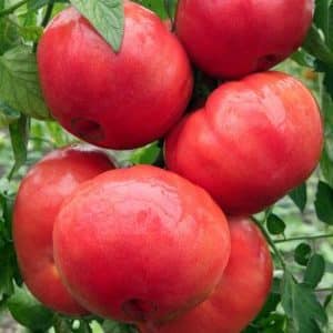 Siri tomato ajaib raspberry: mengapa ia sangat baik, mengapa ia bernilai berkembang dan bagaimana untuk melakukannya dengan betul