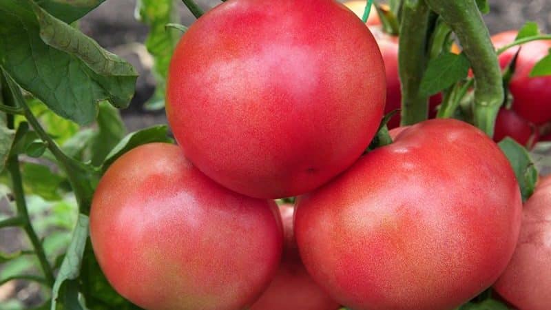 Siri tomato ajaib raspberry: mengapa ia sangat baik, mengapa ia bernilai berkembang dan bagaimana untuk melakukannya dengan betul