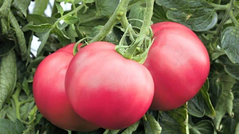 Siri tomato ajaib raspberry: mengapa ia sangat baik, mengapa ia bernilai berkembang dan bagaimana untuk melakukannya dengan betul