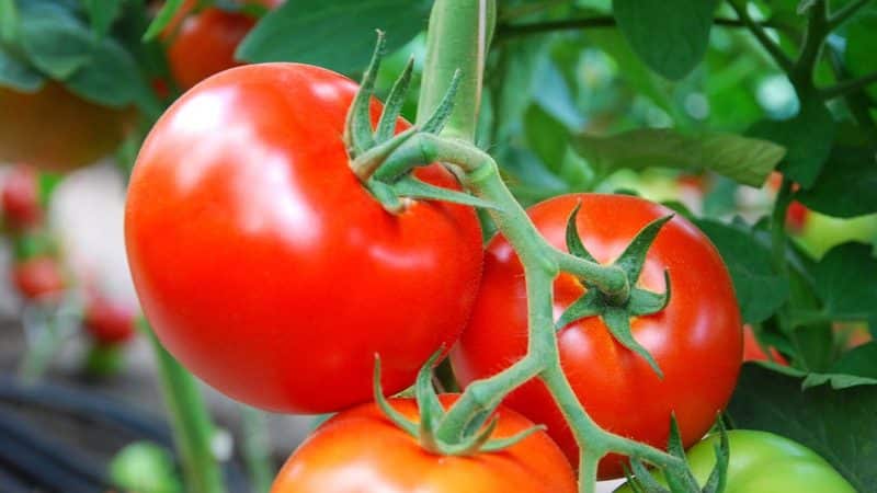 Cara menanam tomato Nadezhda f1: tumbuh cepat, masak awal dan memberi ganjaran dengan hasil tuaian yang banyak