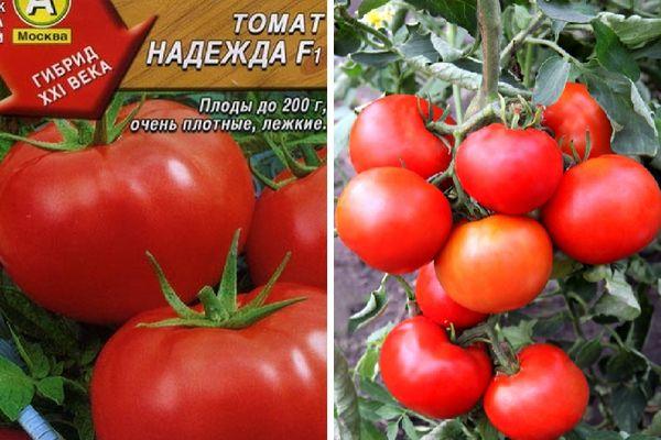 Cara menanam tomato Nadezhda f1: tumbuh cepat, masak awal dan memberi ganjaran dengan hasil tuaian yang banyak