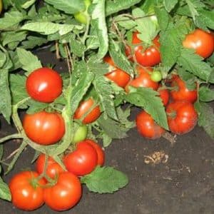 Um guia para jardineiros iniciantes: cultivo de tomate híbrido Nasha Masha f1