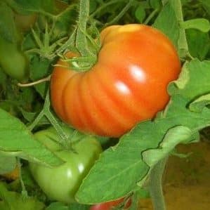 Um guia para jardineiros iniciantes: cultivo de tomate híbrido Nasha Masha f1