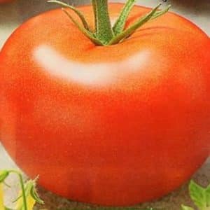 Un guide pour les jardiniers débutants : cultiver la tomate hybride Nasha Masha f1