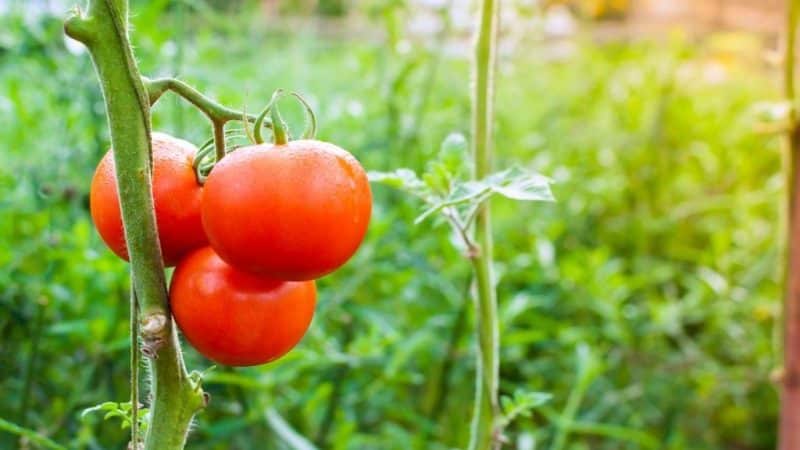 Hadiah dari penternak Belanda - tomato Presiden: penerangan terperinci tentang hibrid dan rahsia menjaganya