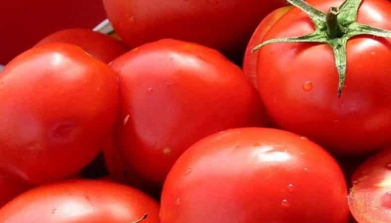 Un regalo degli allevatori olandesi: il pomodoro President: una descrizione dettagliata dell'ibrido e dei segreti per prendersene cura