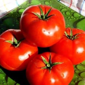 Un regalo degli allevatori olandesi: il pomodoro President: una descrizione dettagliata dell'ibrido e dei segreti per prendersene cura