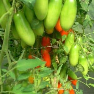 A good choice for a picky summer resident - the Peter the Great tomato and the secrets of increasing its yield